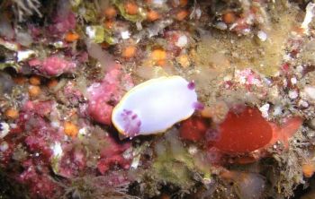 Nudibranquio. A small one, two cm. long. A Moreira, A Cor... by Ramón Núñez Orjales 
